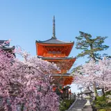 【京都観光】4月はここをチェック！