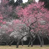 【千葉観光】2月はここをチェック！	
