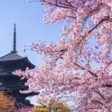 【京都観光】3月はここをチェック！