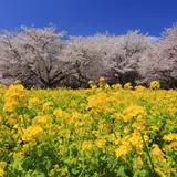 【東京観光】3月はここをチェック！