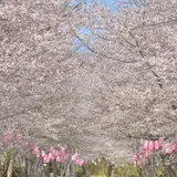 【鹿児島観光】3月はここをチェック！ 