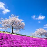 【千葉観光】4月はここをチェック！ 