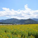 【鹿児島観光】4月はここをチェック！ 