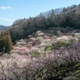 【愛媛観光】2月はここをチェック！ 