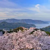 【愛媛観光】4月はここをチェック！ 