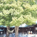 明治神宮のパワースポットとご利益を解説