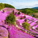 【北海道観光】5月はここをチェック！