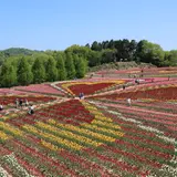 【広島観光】5月はここをチェック！