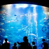 【京都水族館の楽しみ方完全ガイド】雨の日も楽しい！おすすめ情報や周辺グルメも満載！ 