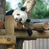 【上野動物園のQ&A】気になるギモンを徹底調査！