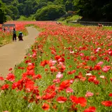 【神奈川観光】5月はここをチェック！