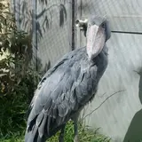 【上野動物園】ハシビロコウやゴリラ！人気動物をご紹介！