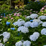 【福岡観光】6月はここをチェック！