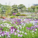 【東京観光】6月はここをチェック！	