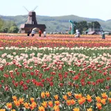 【北海道観光】6月はここをチェック！