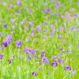 【鹿児島観光】6月はここをチェック！