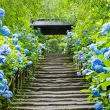 【神奈川観光】6月はここをチェック！