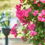 【秋田観光】6月はここをチェック！