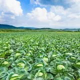 【群馬観光】7月はここをチェック！