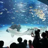 【サンシャイン水族館の見どころガイド】デートにおすすめ！イルカショーやチケット情報まで