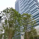 【豊洲ベイサイドクロスの楽しみ方完全ガイド】大規模施設の見どころと「ららぽーと豊洲」のリニューアル情報を紹介