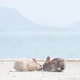 知ってると便利！うさぎの島、大久野島の観光Tips集