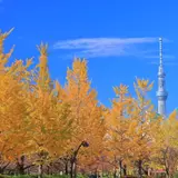 【東京観光】11月はここをチェック！