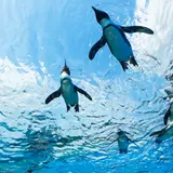 東京で注目の水族館完全ガイド	