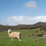 ニュージーランド旅行ガイド！人気エリアや見どころ・アクセス情報が満載！