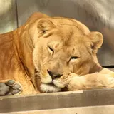 京都でおすすめの動物園8選