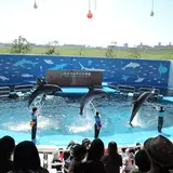 【2025年秋】全国の水族館・動物園近くのオススメ宿21選 | 今だけ5,000円OFFで泊まれる方法も！