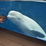 【うみがたり最新体験レポート】新潟上越の水族館が丸ごとリニューアル！「うみがたり」の楽しみ方完全ガイド