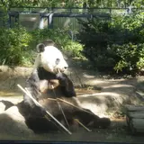 【上野動物園の楽しみ方完全ガイド】観光やデートにおすすめの情報や周辺情報も満載！
