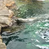 しながわ水族館の最新イベント・アクセス・駐車場・イルカショー情報を徹底リサーチ！おすすめの情報や周辺情報も満載！
