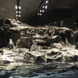 【すみだ水族館の楽しみ方完全ガイド】観光やデートにおすすめの情報や周辺情報も満載！