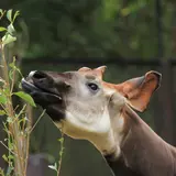 【よこはま動物園ズーラシアの楽しみ方完全ガイド】観光やデートにおすすめの情報や周辺情報も満載！