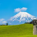 【静岡県観光スポット紹介】動物や自然に触れ合えるスポットから絶景スポットまでおすすめスポット30選