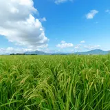 【新潟県 観光スポット紹介】雪国でおもいっきり遊びつくそう！おいしいご当地グルメも紹介