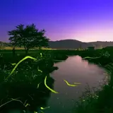 この季節だけの地上の天体観測！ホタルが光の乱舞が見頃を迎える