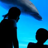 水槽の前で幻想的な一夜を過ごせる！鴨川シーワールドにナイトステイして夜の水族館を楽しもう
