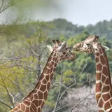 6月21日は「世界キリンの日」！よこはま動物園ズーラシアでキリンイベントに参加しよう