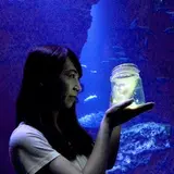 京都水族館で初夏の風物詩ホタルを観察！「なつとほたるとすいぞくかん」開催