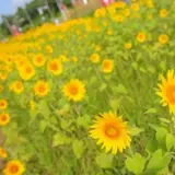 農業体験や一面に咲くひまわり畑を満喫しよう「SUMMER FARM CAMP」開催