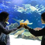 生き物たちを見ながらビールを１杯！「サンシャイン水族館 天空酒場2018」が池袋にオープン
