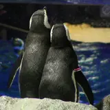人間もペンギンも恋するシーズン。すみだ水族館で、「恋する水族館。Sweet Penguins」開催！