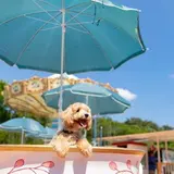 愛犬と写真を楽しめる遊園地！那須ハイランドパークで「いぬPHOTOフェスタ」が開催