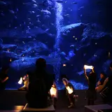 すみだ水族館×東武動物公園がコラボ「なつとほたるとすいぞくかん」ホタルの光とともに夏の涼を楽しめる