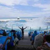 イルカやサメなどの海の生き物たちと触れ合える！「鴨川シーワールド 2018年サマーイベント」開催