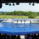  一つの物語を展開してゆく劇場型イルカパフォーマンス「La・La・Fin CIRCUS」が上演