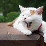 史上最大規模！猫をテーマとした「横浜赤レンガ倉庫ねこ写真展2018」開催